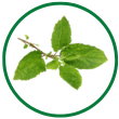 Tulsi Oil